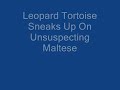 Leopard Tortoise Surprises Maltese
