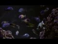 Tropheus World, part 1