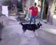 siberian husky choss taner