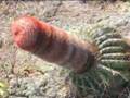 【爆笑】大自然はエロかった-エロい植物たち