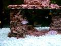 African Ciclids