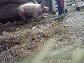 Peggy Sue la cari�osa