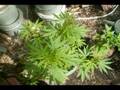 Indica and Sativa females