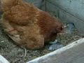 Blue-chicken-s-eggs