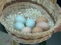 Blue-chicken-s-eggs