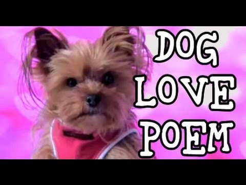 Watch 'Dog Love Poem'