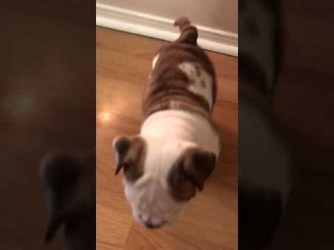 puppy female playing........