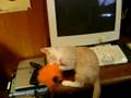 Fido