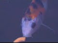 halibut ballet, swamp music and me