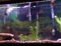 videos de 75 Gallon Tank
