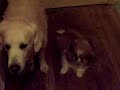 tommy et fosty n'est pas le plus fort celui que l'on croit mes deux amours trop mimi quand ils s'amusent ensemble !!!