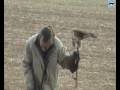 Adiestramiento de sacre en altaneria II -SPAIN-