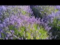 20200718  Lavender