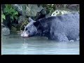 GRIZZLY BEAR CUB SWIMS WITH DUCKS & OTHER COOL ALASKA BEARS