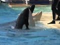 Sea World San Diego Highlights