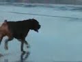 I liked a @YouTube video http://t.co/ubrT8XKr Dog Obedience FAIL