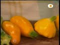 raw courgette salad / ensalada calabacines crudos