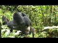 Gorilla Bwindi Impenetrable National Park (Uganda)