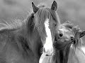 Horses and Norwhals: A Love Story