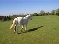 Saga ma jolie jument! Saga ma jolie jument!