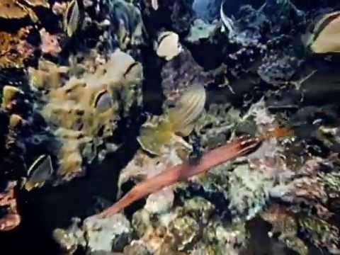 Here is a press release from the Cousteau Society launching a world wide, Here is a press release from the Cousteau Society launching a world wide,