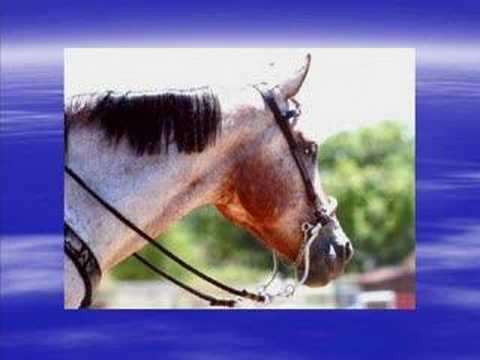 The Appaloosa Horse