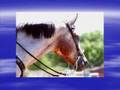 The Appaloosa Horse