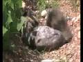 Cashew having fun in the garden