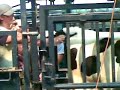 Sean Olliver preg testing a cow Sean Olliver preg testing a cow