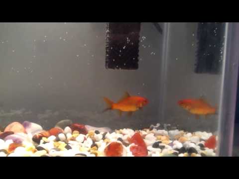 how to cure ammonia burns on fish