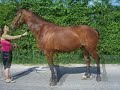 The horses of Manege Balans