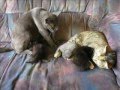 Duivel en kittens