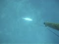 Ricciola Marco Dada Pesca Apnea 13kg