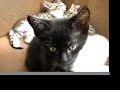 Antro / Chaton