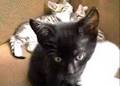 Antro / Chaton