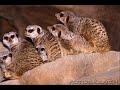 my problem with meerkat manor tributes my problem with meerkat manor tributes