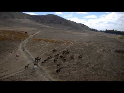 horses grand national
