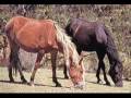 Save The Brumbies