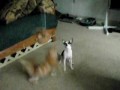 Zoee and Riley Playing with a Cat Toy