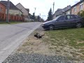 Döglött kutya a f?ben... Vagy mégse?! Döglött kutya a f?ben... Vagy mégse?!