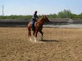 Dually cutting a cow
