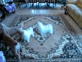 my funny playful fur babies