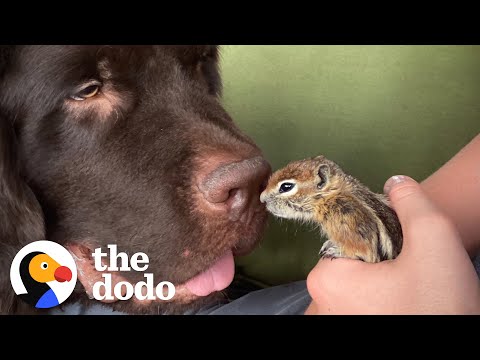 Baby Chipmunk Burrows Into Giant 115-Pound Dog's Fur | The Dodo