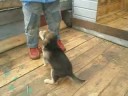 Месячные щенки русской гончей, Monthly puppies of the Russian hound.