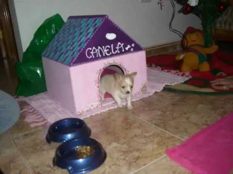 chiguagua