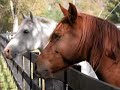 horses tribute