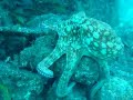 Common octopus Common octopus
