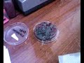 De bacteriën op m'n schoenzool.