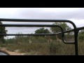 Herd Of Giraffe At Ulusaba, South Africa