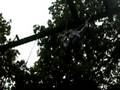 videos de Sarah in the tree